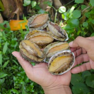 hải sản đông lạnh nhập khẩu