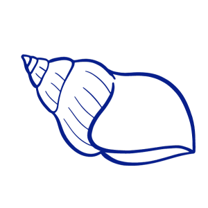 ốc bulot