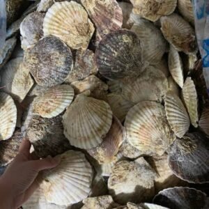 Giá Sò Điệp Nhật Tại Thị Trường Hà Nội Tháng 7/2024