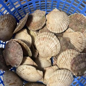 Sò điệp Sò điệp