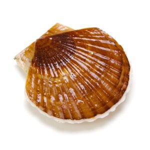 So Sánh Giá Sò Điệp Nhật Và Sò Điệp Đông Lạnh